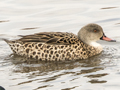 Cape Teal